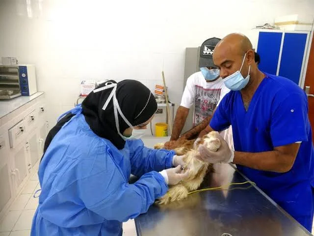عيادات بيطرية في عمان الأردن
