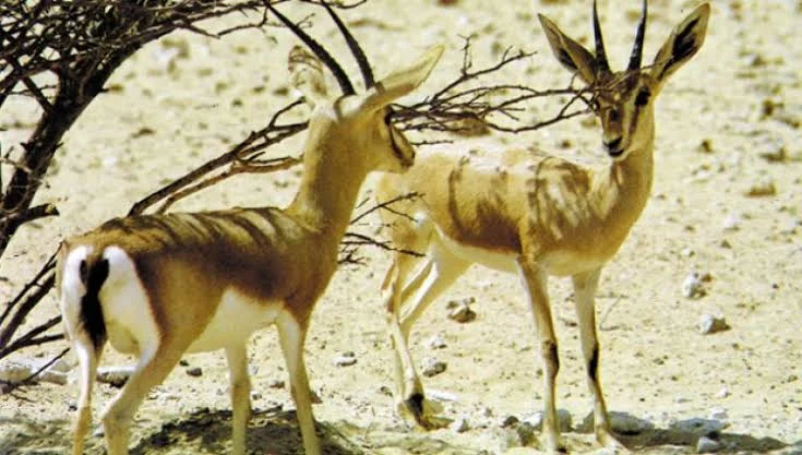 اول محميه الاحياء البرية في الاردن