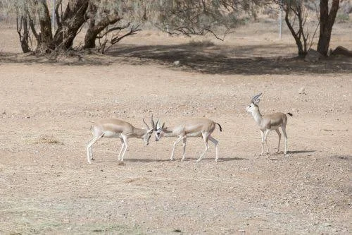 اول محميه الاحياء البرية في الاردن