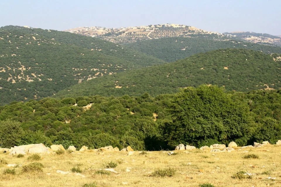 غابات الأردن