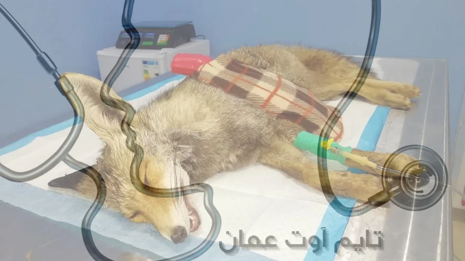 عيادة Truevet veterinary center